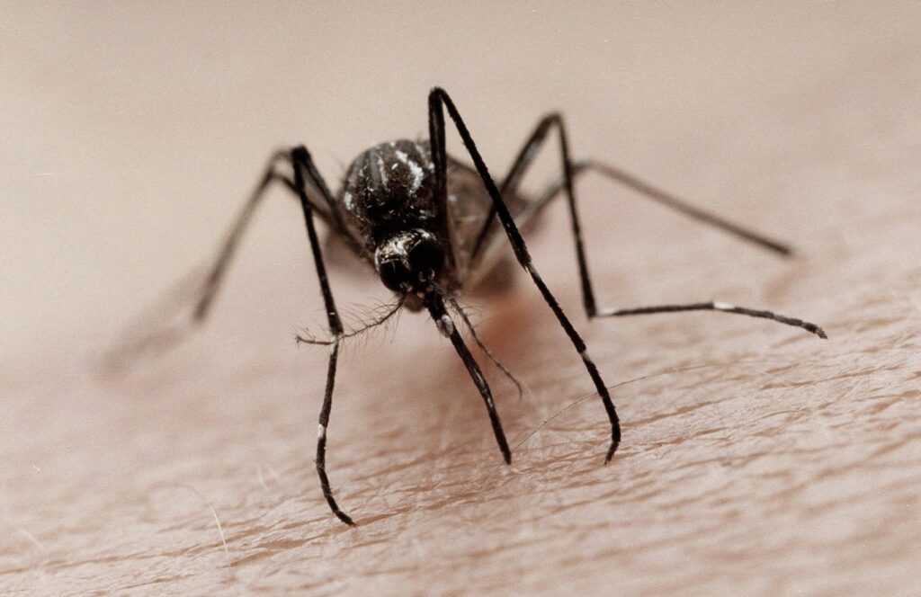 Может ли комар заразить ВИЧ инфекцией? Почему комары не переносят ВИЧ инфекцию?