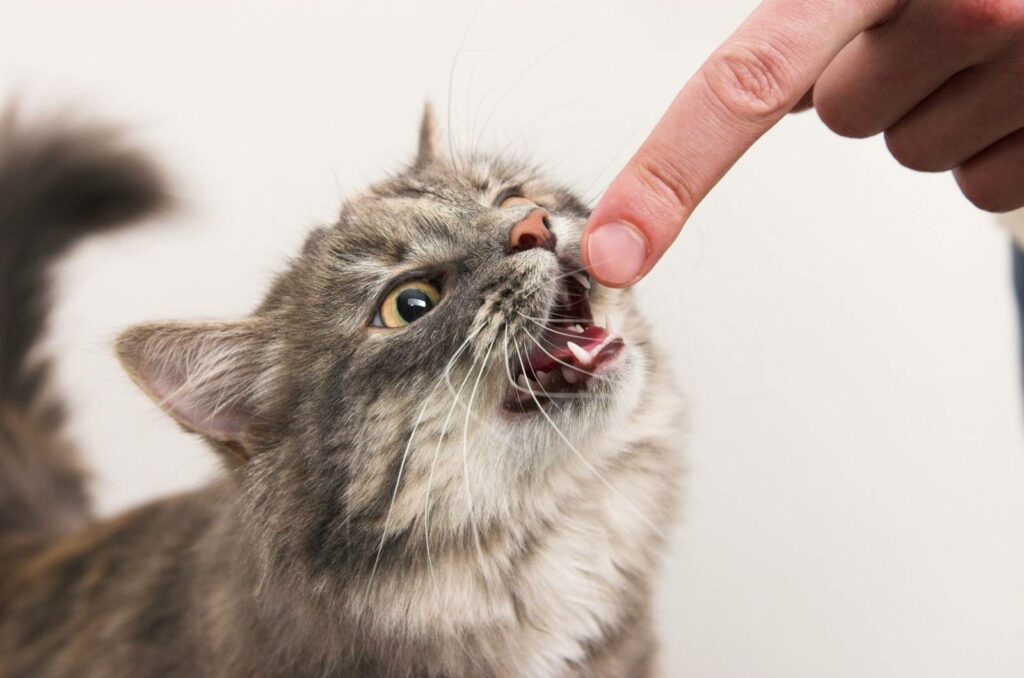 ВИЧ у кошек: симптомы, диагностика, лечение. Можно ли заразиться ВИЧ от кошек?